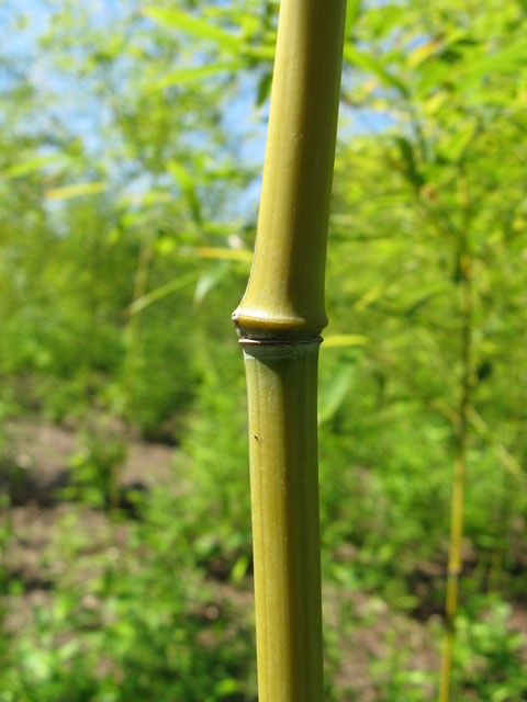 "Phyllostachys nigra var henonis1" by I, KENPEI. Licensed under CC BY-SA 3.0 via Wikimedia Commons - https://commons.wikimedia.org/wiki/File:Phyllostachys_nigra_var_henonis1.jpg#/media/File:Phyllostachys_nigra_var_henonis1.jpg