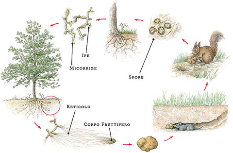 Cane da Tartufo