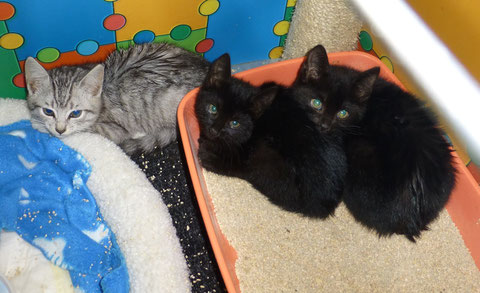 Stella, Memphis und Minna (von links nach rechts), Stella ist vermittelt (war dann doch ein Kater und heißt nun Clide)