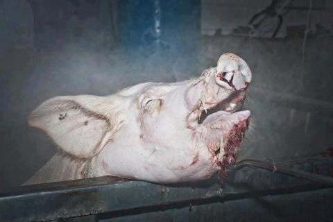 Schwein - aufgewacht in der Brühung