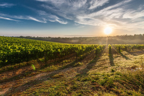 Paysages de vignes