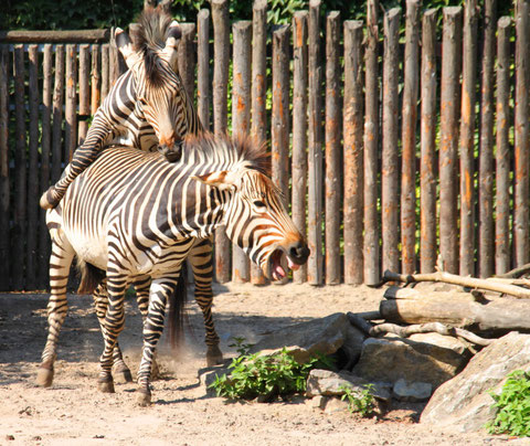 Zoo Landau