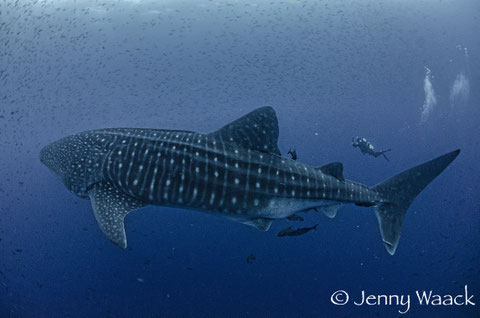 Massive Galapagos Whale Shark and tiny Scuba Diver follows