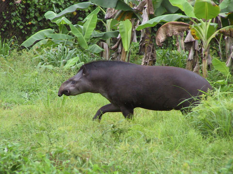 L'animal mythique de la Guyane,