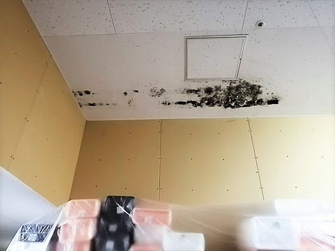 カビ除去前の天井のカビ