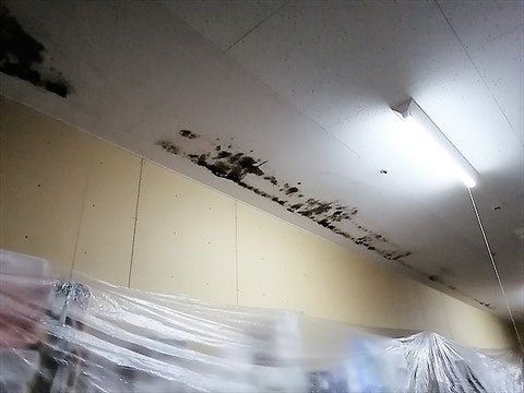 カビ除去前の天井のカビ
