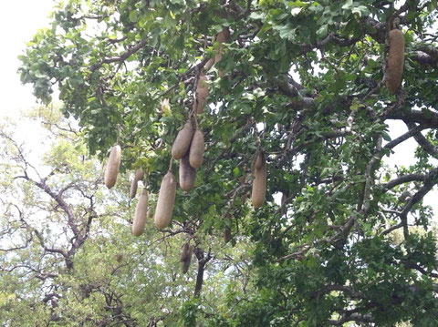 Leberwurstbaum - lecker