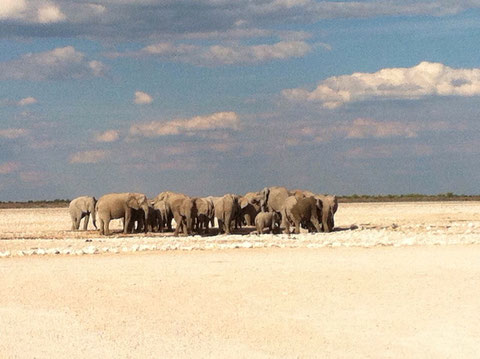 Elefantenherde am Wasserloch im Etosha Park