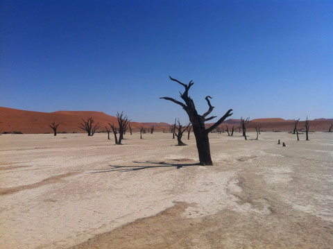 Die toten Bäume im Sossusvlei