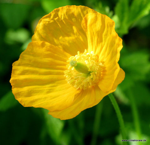 Gelber Mohn