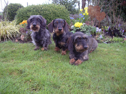 Grille,Ronja und Lotte bei uns im Garten