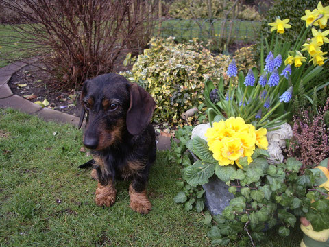 Ronja ist am 2.4. 2009 ein Jahr alt geworden