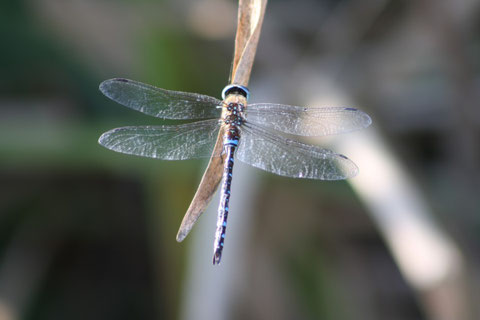 Aeshna mixta (Photo P.Caroni)