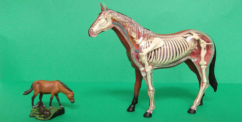ウマ 馬 の参考資料 生物考古学研究所ホームページ ウマ 馬 の参考資料 生物考古学研究所ホームページ