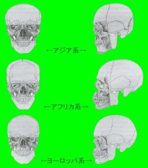 BURNS, Karen Ramey （1999）『Forensic Anthropology Training Manual』を改変