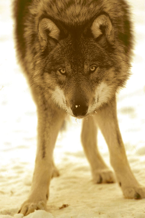 Foto von Frank Hecker