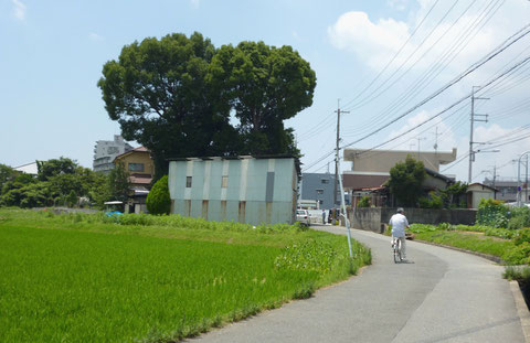 のどかな“西国街道”沿いの西宿にある「北向き地蔵」のクスノキの大木