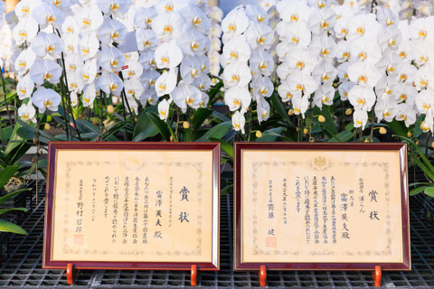 農林水産大臣賞受賞　金賞受賞　群馬県知事賞受賞　こちょうらん