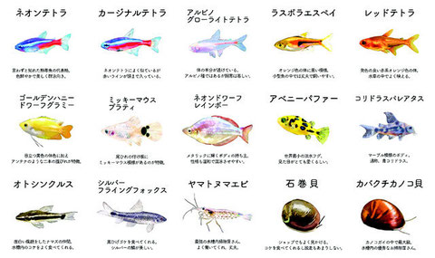 アクアレンタリウムの熱帯魚リスト