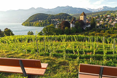 Wundervolle Aussicht über die Spiezer Rebberge auf das Schloss, Berge und Thunersee.