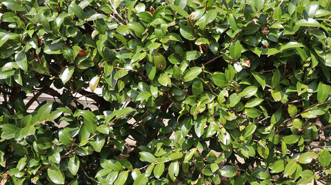 公園の葉っぱ写真フリー素材　Park leaves photo free material