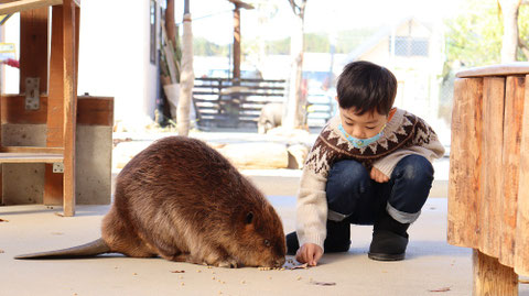 子供とビーバー動物のフリー素材　beaver Free material