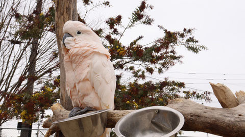 オウムのフリー素材　Parrot free material