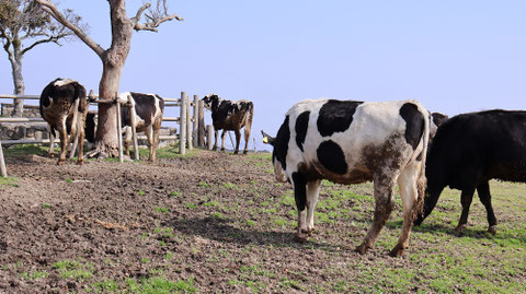 牧場、家畜、牛、乳牛、動物の写真フリー素材 Ranch, livestock, cow, dairy cow, animal photo free material