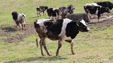 牧場、家畜、牛、乳牛、動物の写真フリー素材　Ranch, livestock, cow, dairy cow, animal photo free material