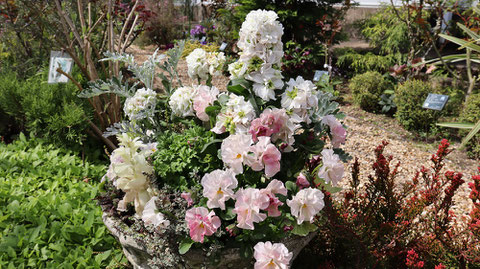 白い花の花壇の写真フリー素材　White flower flowerbed photo free material