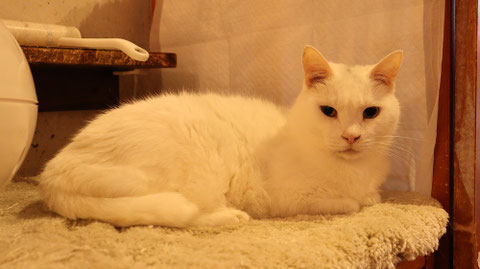 猫、ネコ、ねこ、雑種、ペット、動物の写真フリー素材 Cat, hybrid, pet, animal photo free material