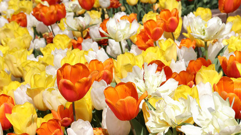 赤い色、白色、黄色のチューリップ畑の写真フリー素材　Red, white, yellow tulip field photo free material