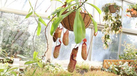 ウツボカズラ、ウツボット、植物フリー素材 Nepenthes, Victreebel, plant-free materials