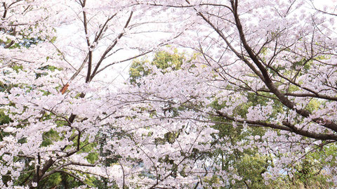 春の山と桜の写真フリー素材　Spring Mountains and Cherry Blossoms Photos Free Material