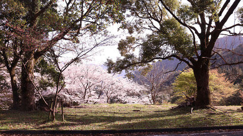 桜、花、春、森林、木、山の写真フリー素材　Photos of cherry blossoms, flowers, spring, forests, trees, mountains Free material