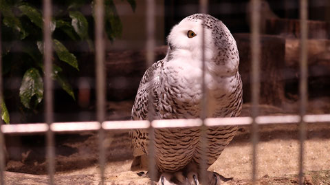 ふくろう、シロフクロウ、鳥、動物園、動物の写真フリー素材 Owls, Snowy Owls, Birds, Zoos, Animals Photos Free Material