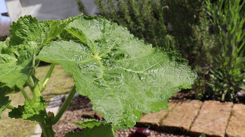 緑色の葉の写真フリー素材　Green leaf photo free material