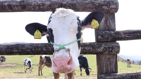 牧場、家畜、牛、乳牛、動物の写真フリー素材　Ranch, livestock, cow, dairy cow, animal photo free material