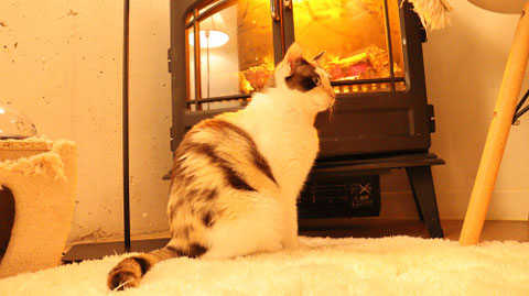猫、ネコ、ねこ、雑種、ペット、動物の写真フリー素材　Cat, hybrid, pet, animal photo free material