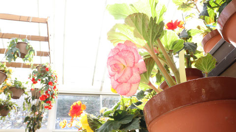 鉢植えの写真フリー素材　Potted photo free material