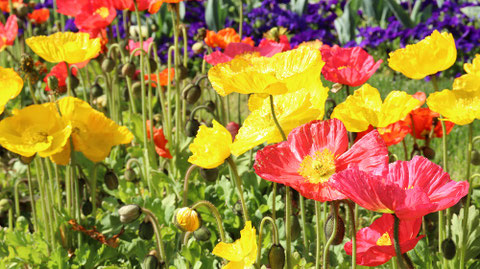 色鮮やかな花の写真フリー素材 Colorful flower photo free material