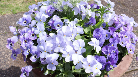 紫の花の写真フリー素材　Purple flower photo free material
