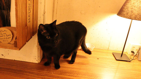 猫、ネコ、ねこ、雑種、ペット、動物の写真フリー素材 Cat, hybrid, pet, animal photo free material
