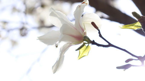 白い花の裏側写真フリー素材　Behind the white flower photo free material