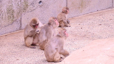 猿、日本猿、ニホンザル、哺乳類、動物園、動物の写真フリー素材　Pictures of monkeys, Japanese monkeys, mammals, zoos, animals Free material