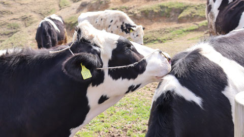 牧場、家畜、牛、乳牛、動物の写真フリー素材　Ranch, livestock, cow, dairy cow, animal photo free material