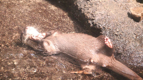 カワウソ、コツメカワウソ、動物園、動物の写真フリー素材　Otters, river otters, zoos, animals photos free material