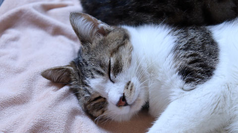 猫、ネコ、ねこ、雑種、ペット、動物の写真フリー素材 Cat, hybrid, pet, animal photo free material