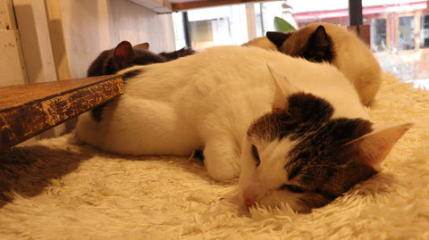 猫、ネコ、ねこ、雑種、ペット、動物の写真フリー素材 Cat, hybrid, pet, animal photo free material