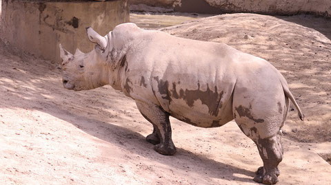 サイ、ミナミシロサイ、哺乳類、動物園、動物の写真フリー素材　Rhinoceros, Southern White Rhinoceros, Mammals, Zoos, Animals Photos Free Material